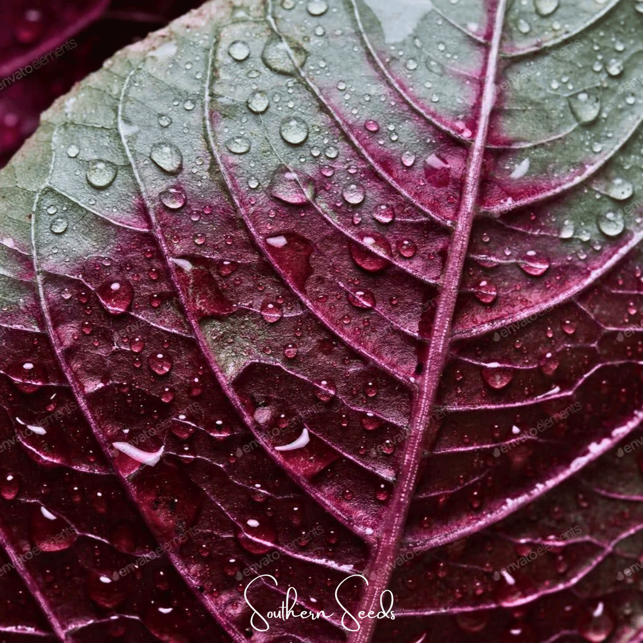 Midnight Red Amaranth – 250 Seeds Southern Seeds