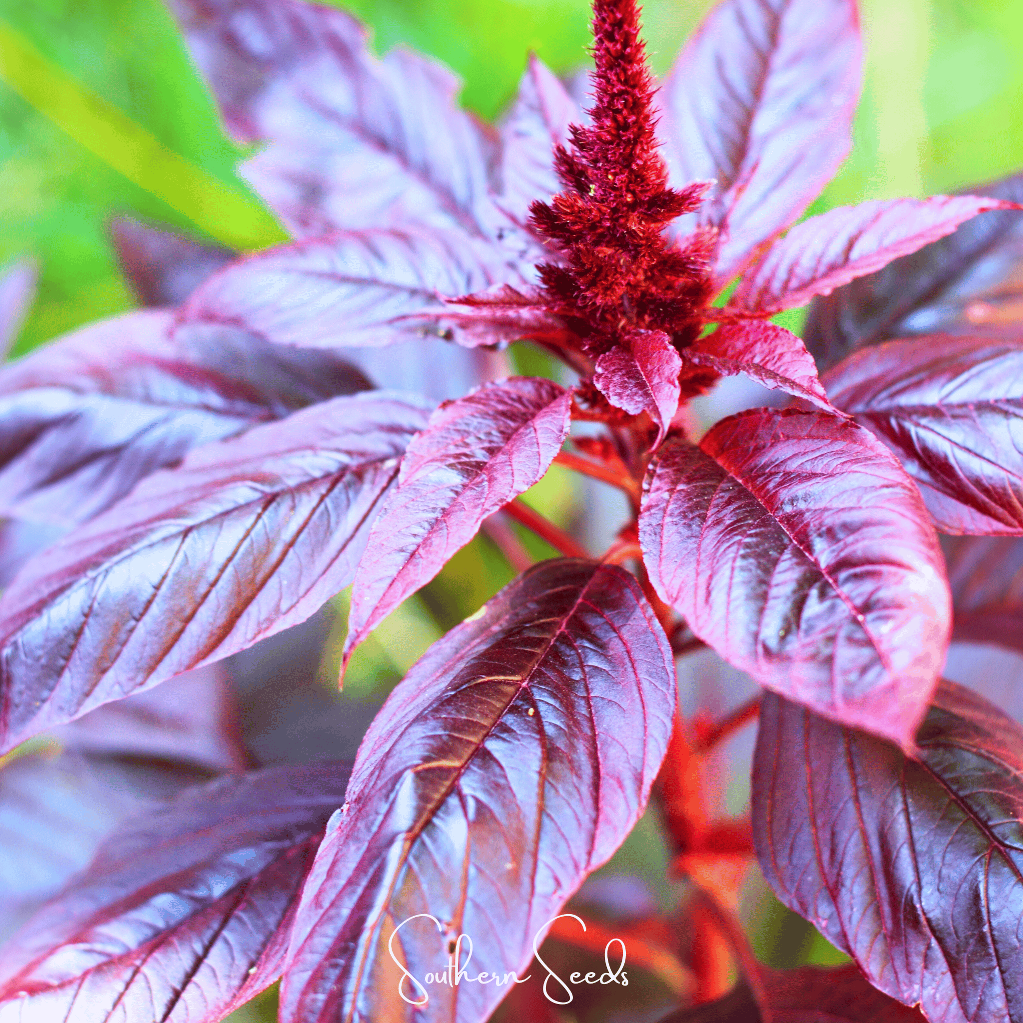 Midnight Red Amaranth – 250 Seeds Southern Seeds