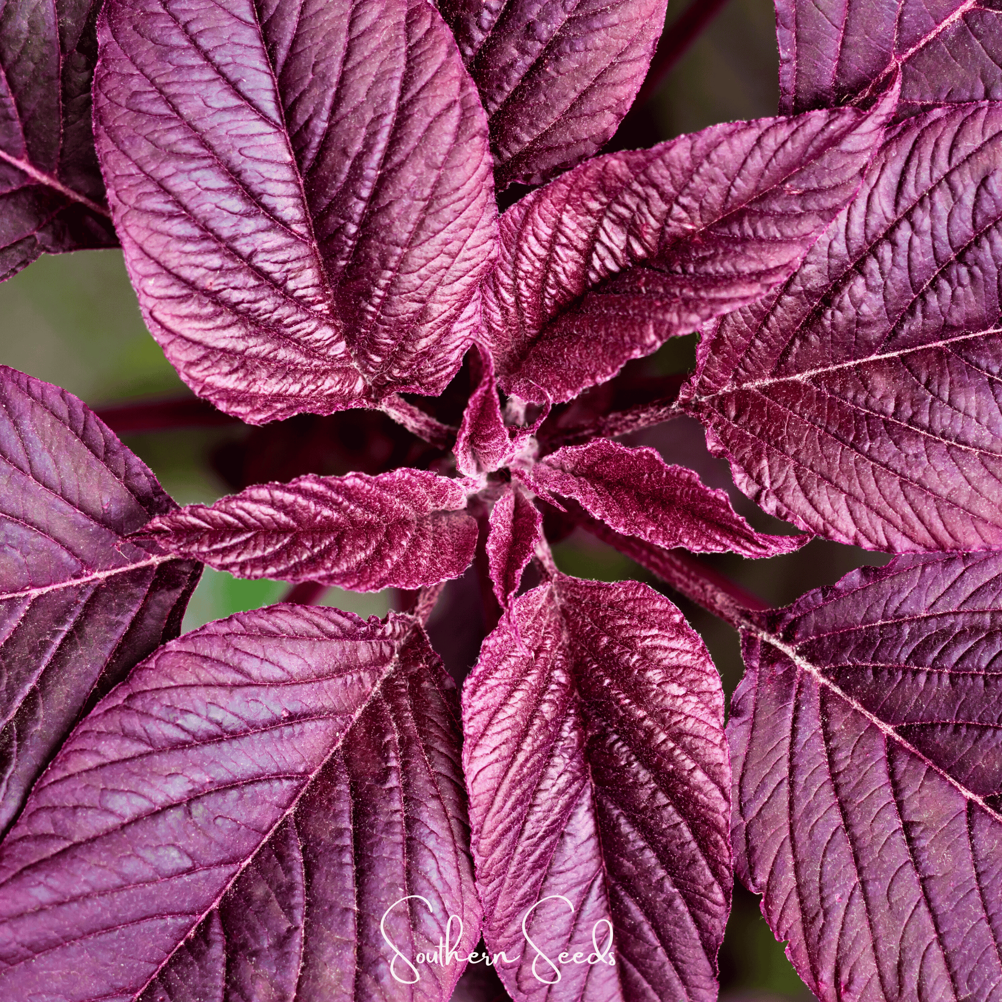 Midnight Red Amaranth – 250 Seeds Southern Seeds
