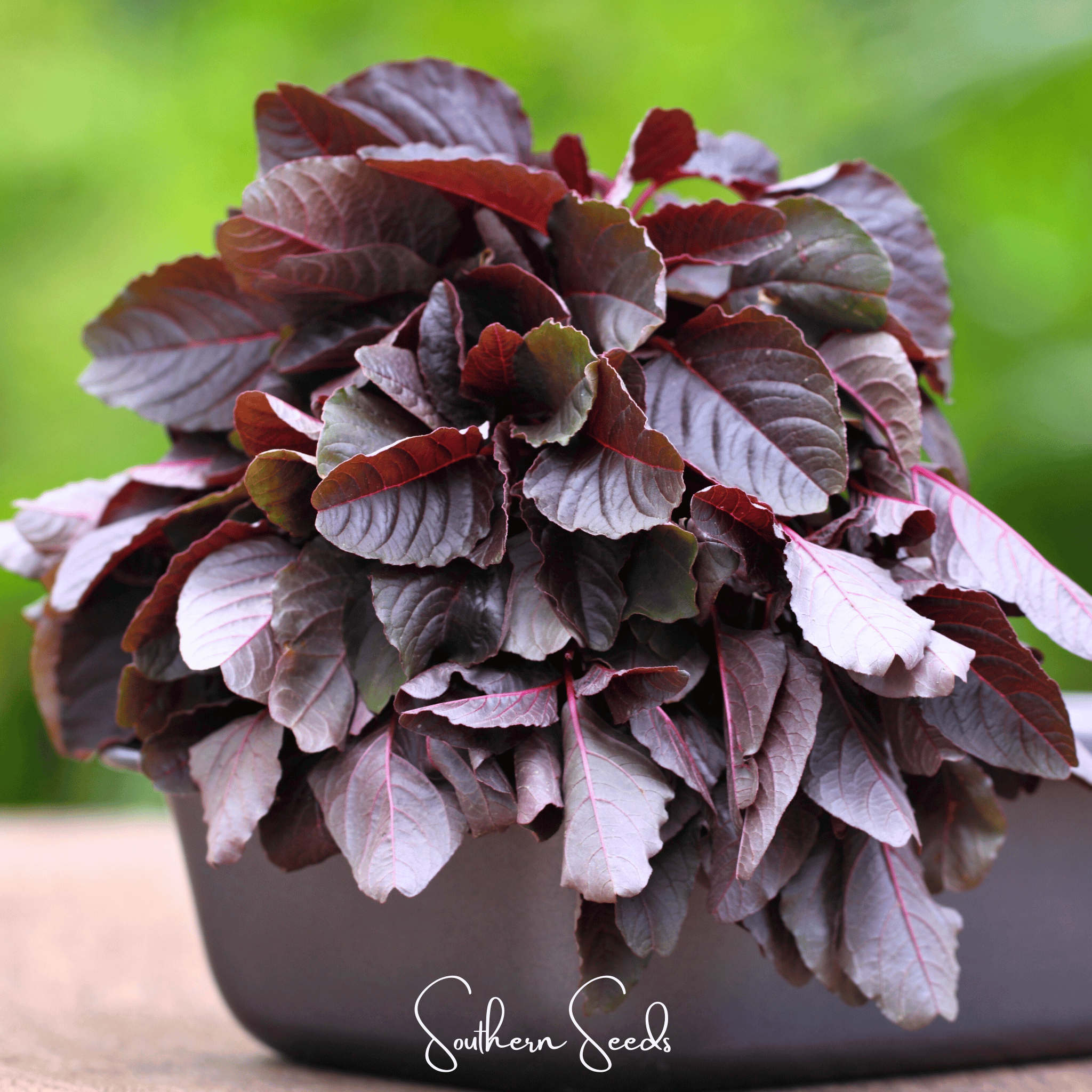 Midnight Red Amaranth – 250 Seeds Southern Seeds