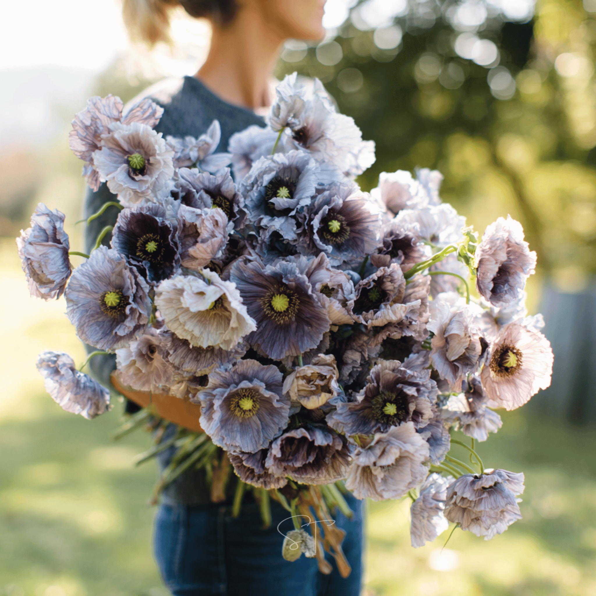 Amazing Grey Poppy – 25 Seeds Southern Seeds