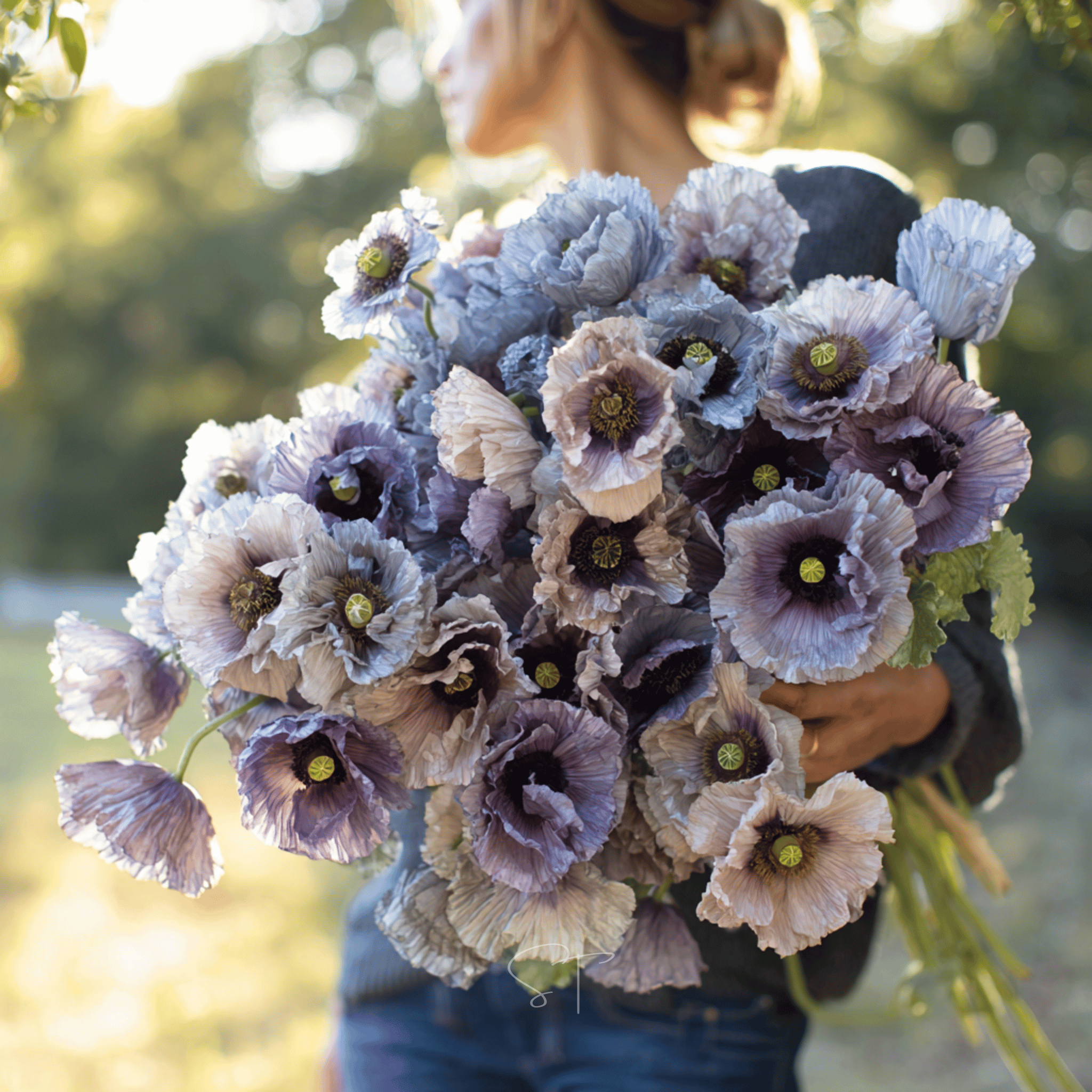 Amazing Grey Poppy – 25 Seeds Southern Seeds