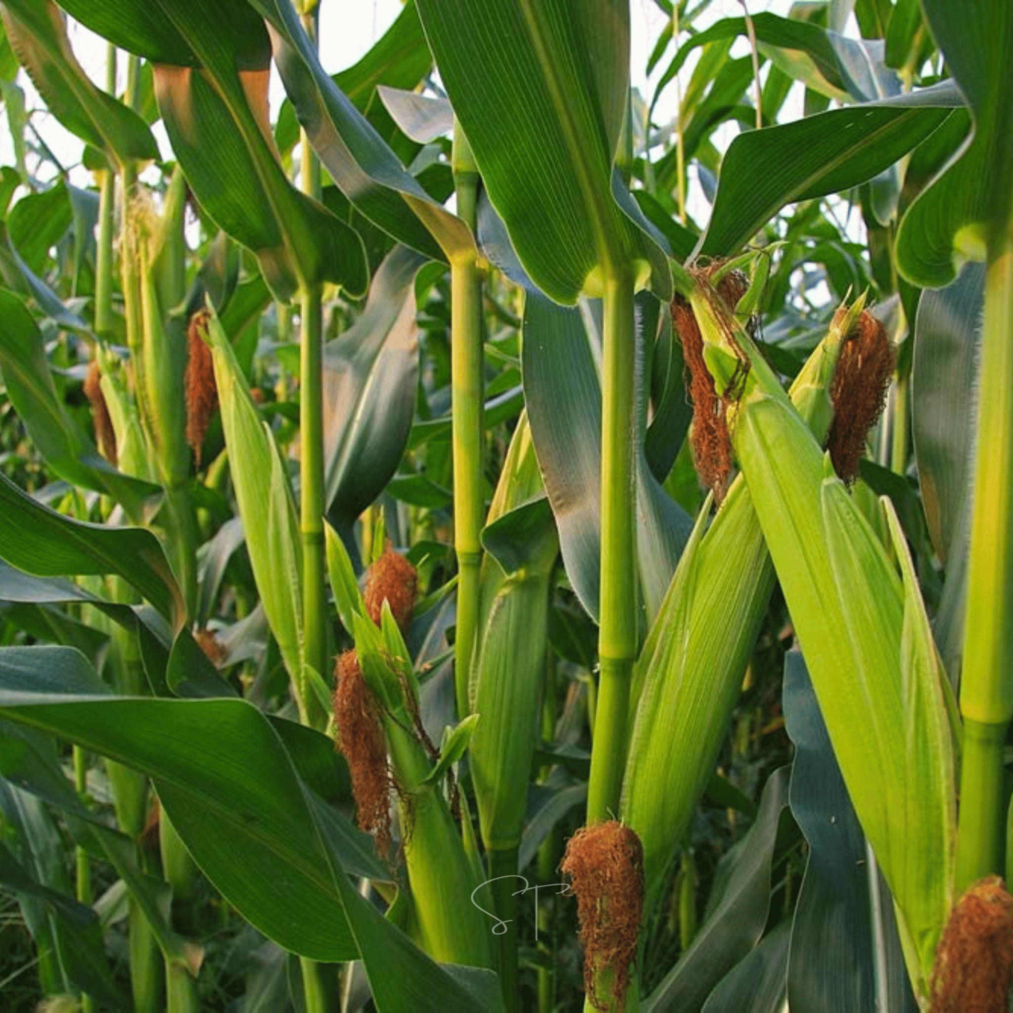 Ambrosia Corn – 30 Seeds Southern Seeds