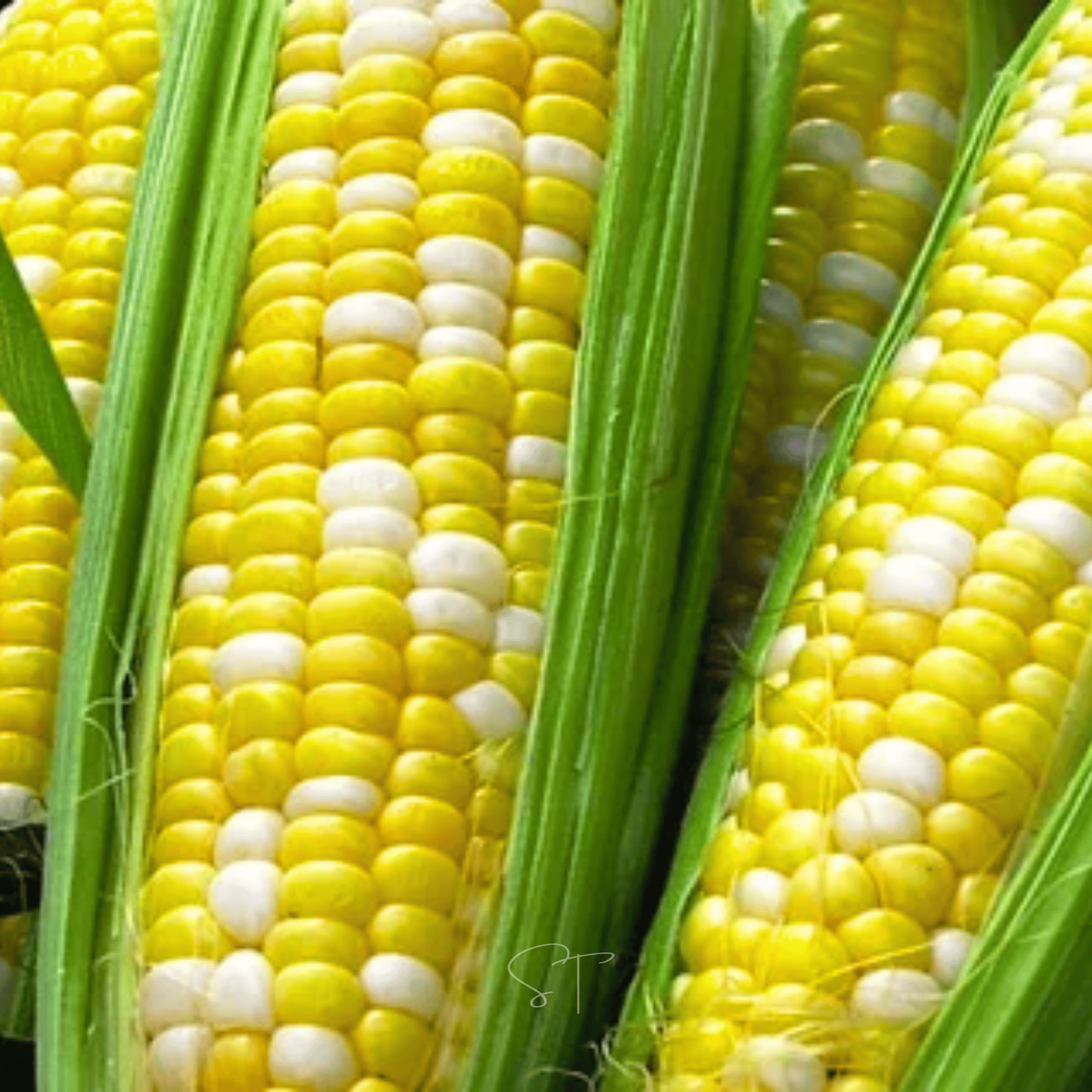 Ambrosia Corn – 30 Seeds Southern Seeds