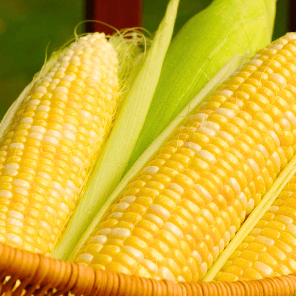 Ambrosia Corn – 30 Seeds Southern Seeds