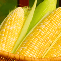 Ambrosia Corn – 30 Seeds Southern Seeds