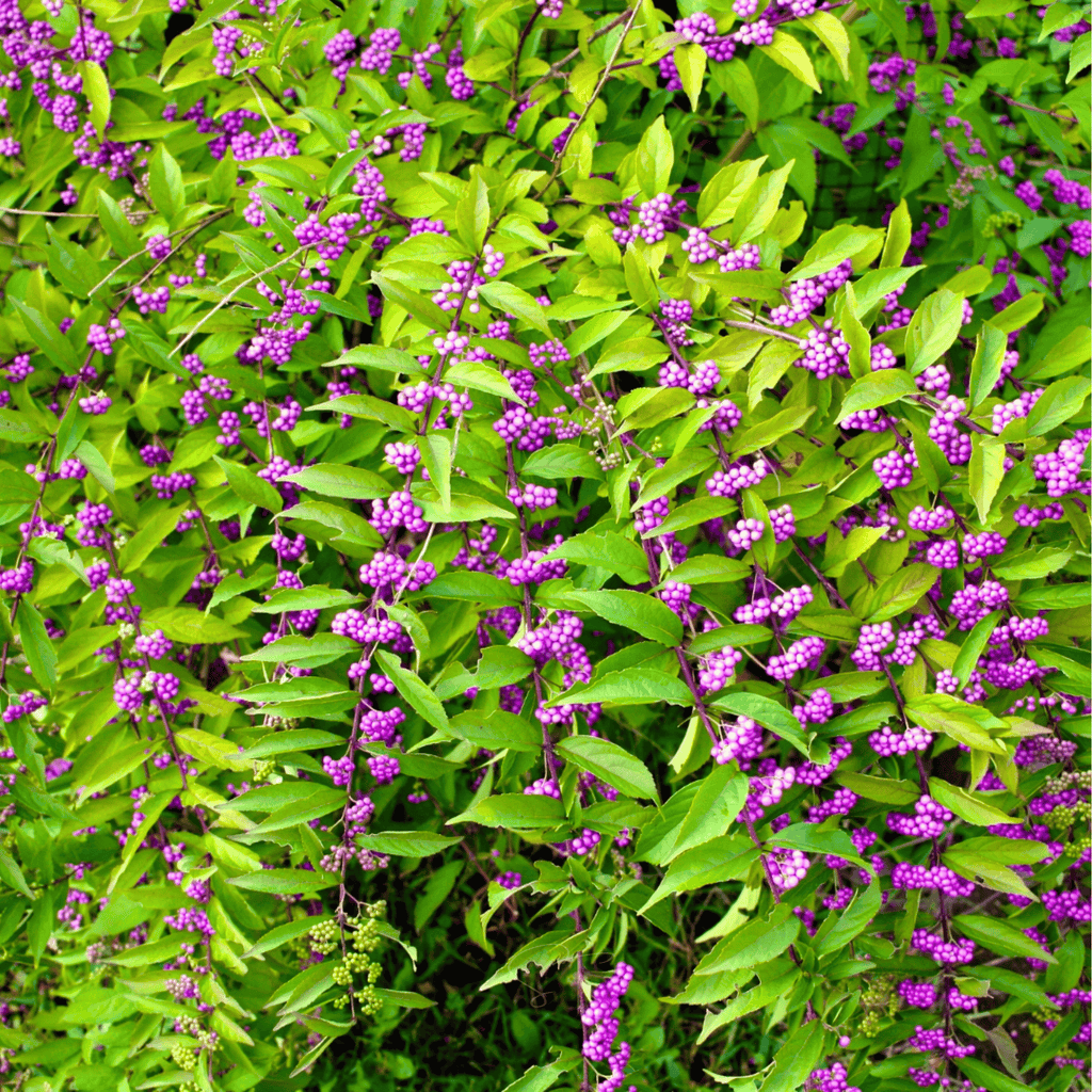 American Beautyberry – 30 Seeds Southern Seeds