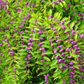 American Beautyberry – 30 Seeds Southern Seeds