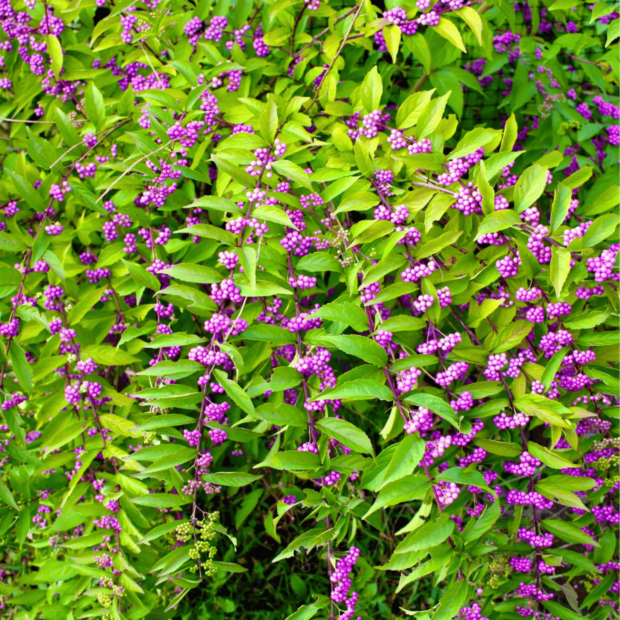 American Beautyberry – 30 Seeds Southern Seeds