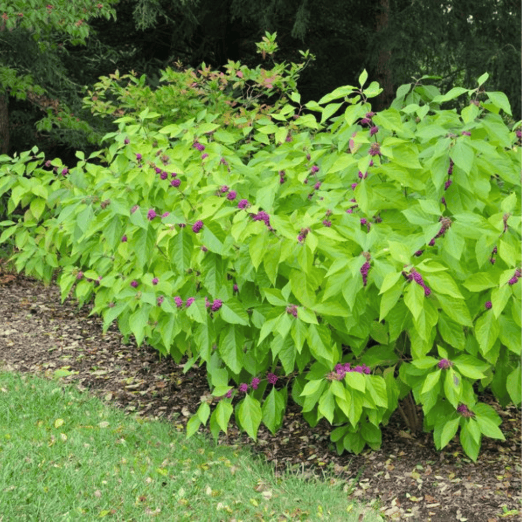 American Beautyberry – 30 Seeds Southern Seeds