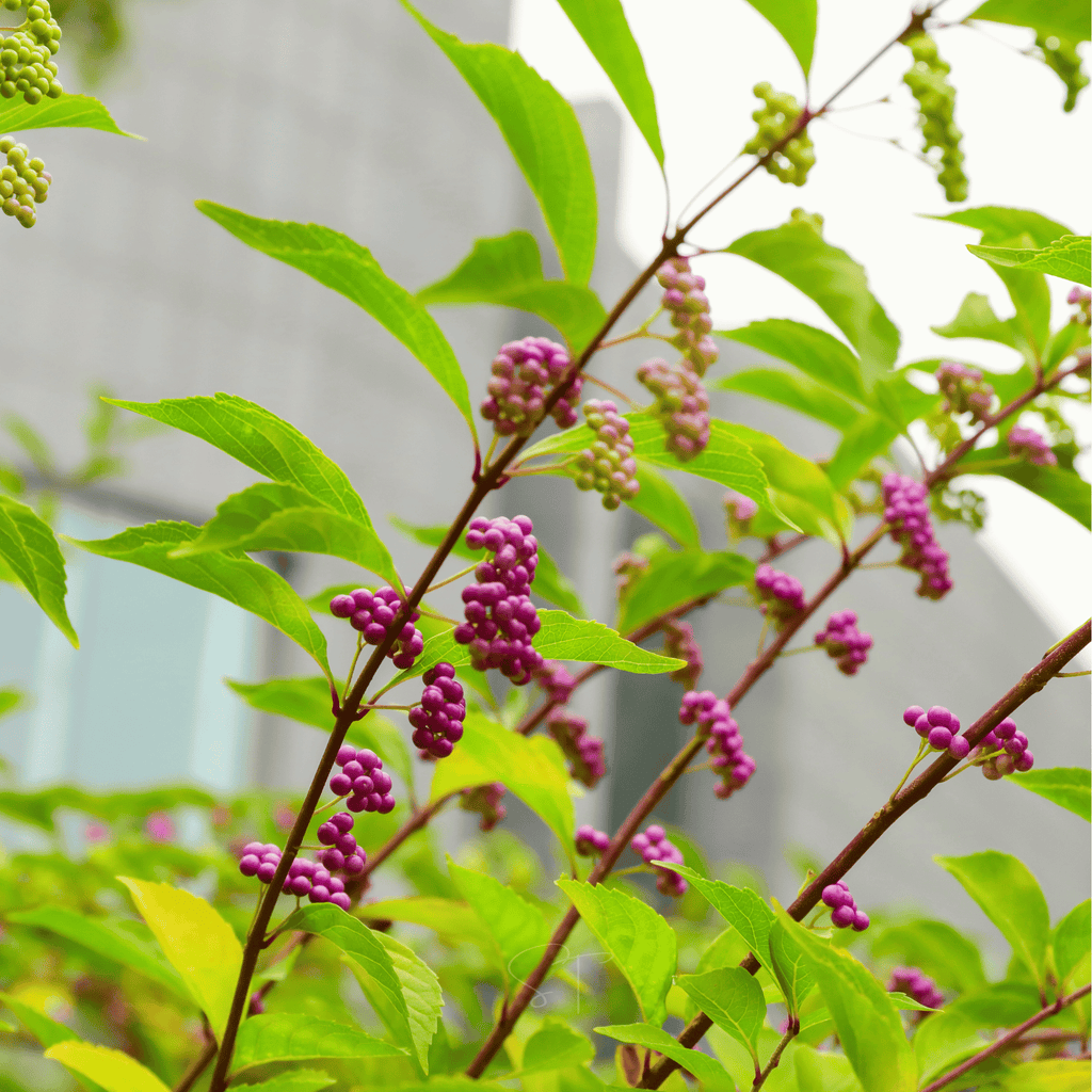 American Beautyberry – 30 Seeds Southern Seeds