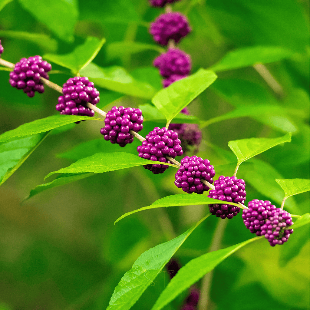 American Beautyberry – 30 Seeds Southern Seeds