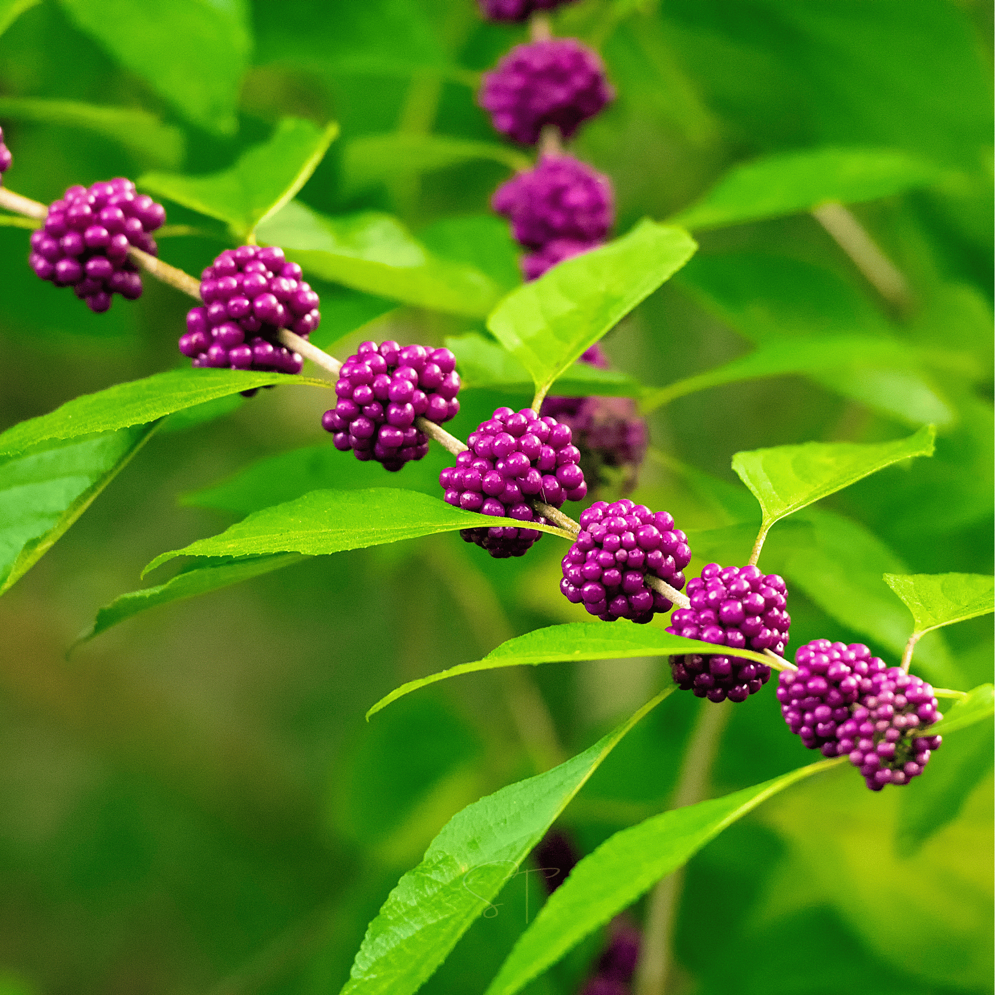 American Beautyberry – 30 Seeds Southern Seeds