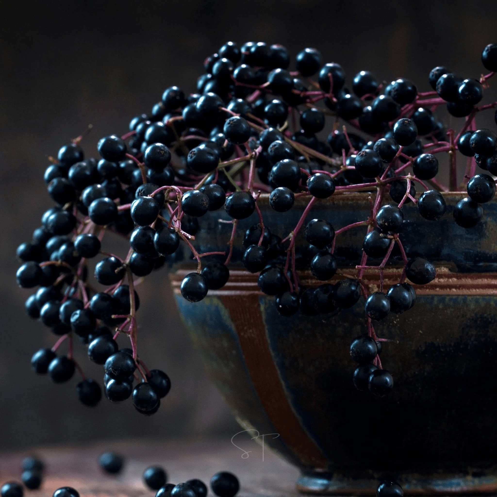 American Black Elderberry – 50 Seeds Southern Seeds