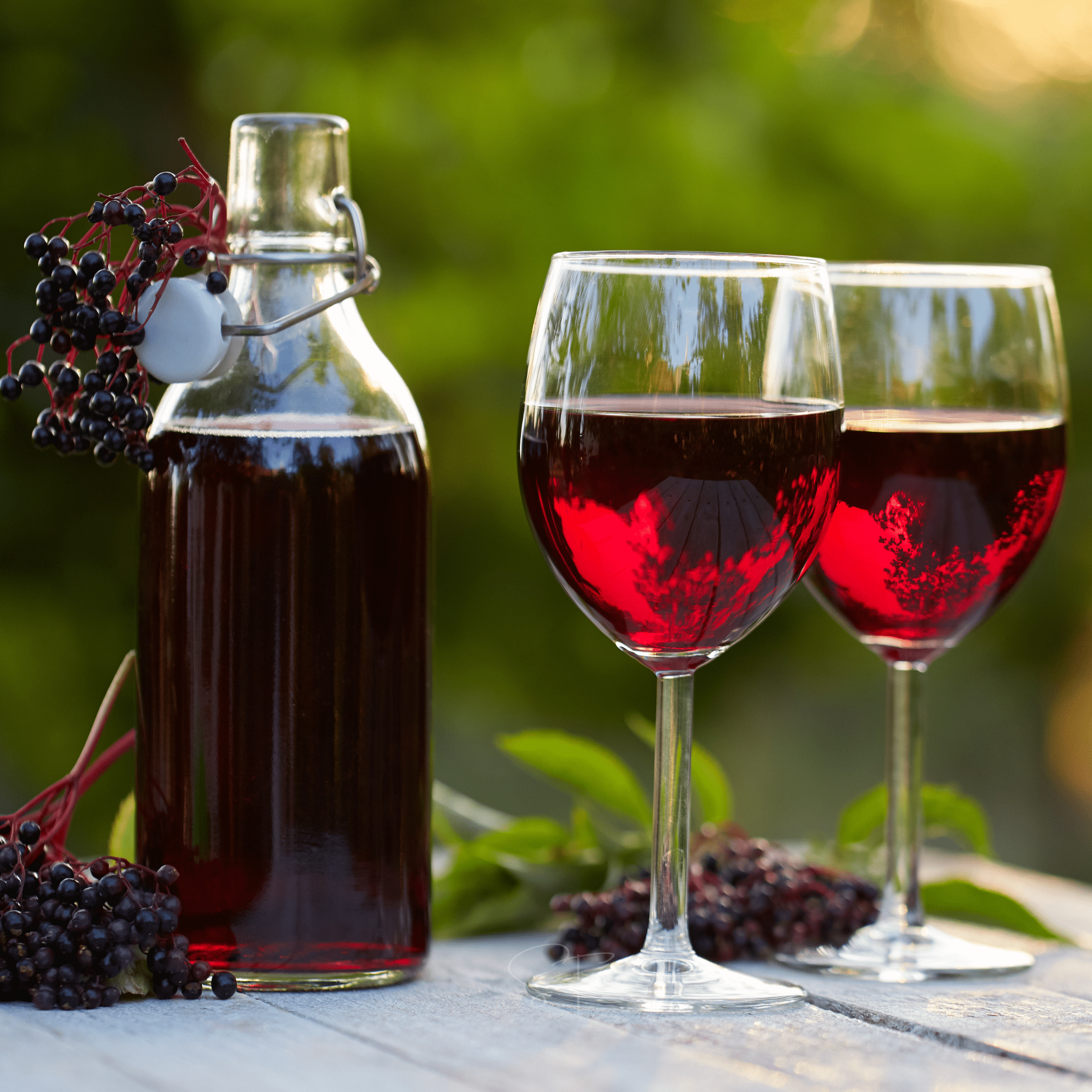 American Black Elderberry – 50 Seeds Southern Seeds