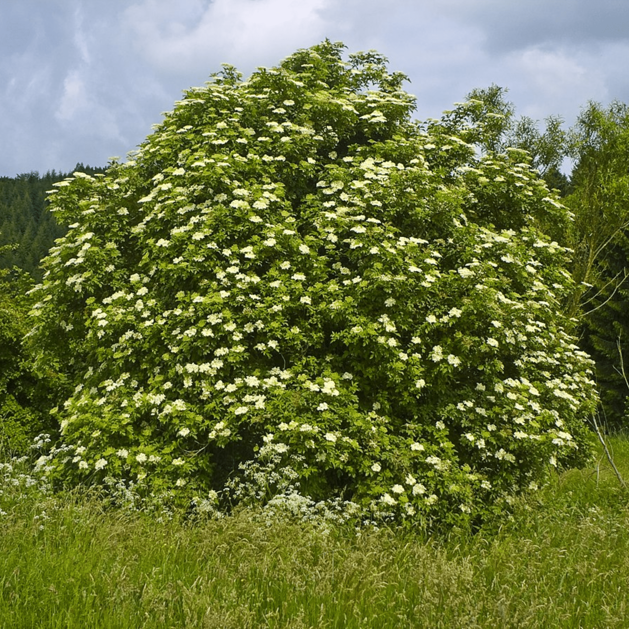 American Black Elderberry – 50 Seeds Southern Seeds