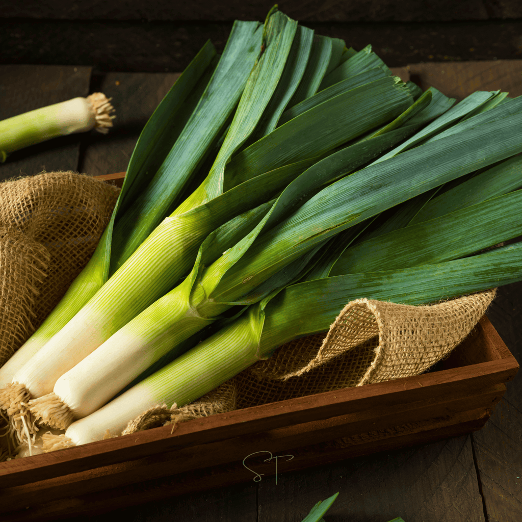 American Flag Leek – 200 Seeds Southern Seeds