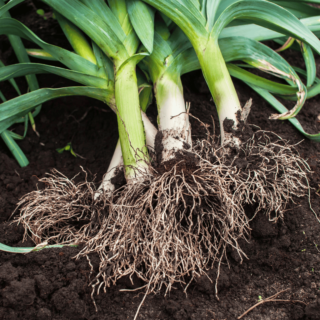 American Flag Leek – 200 Seeds Southern Seeds