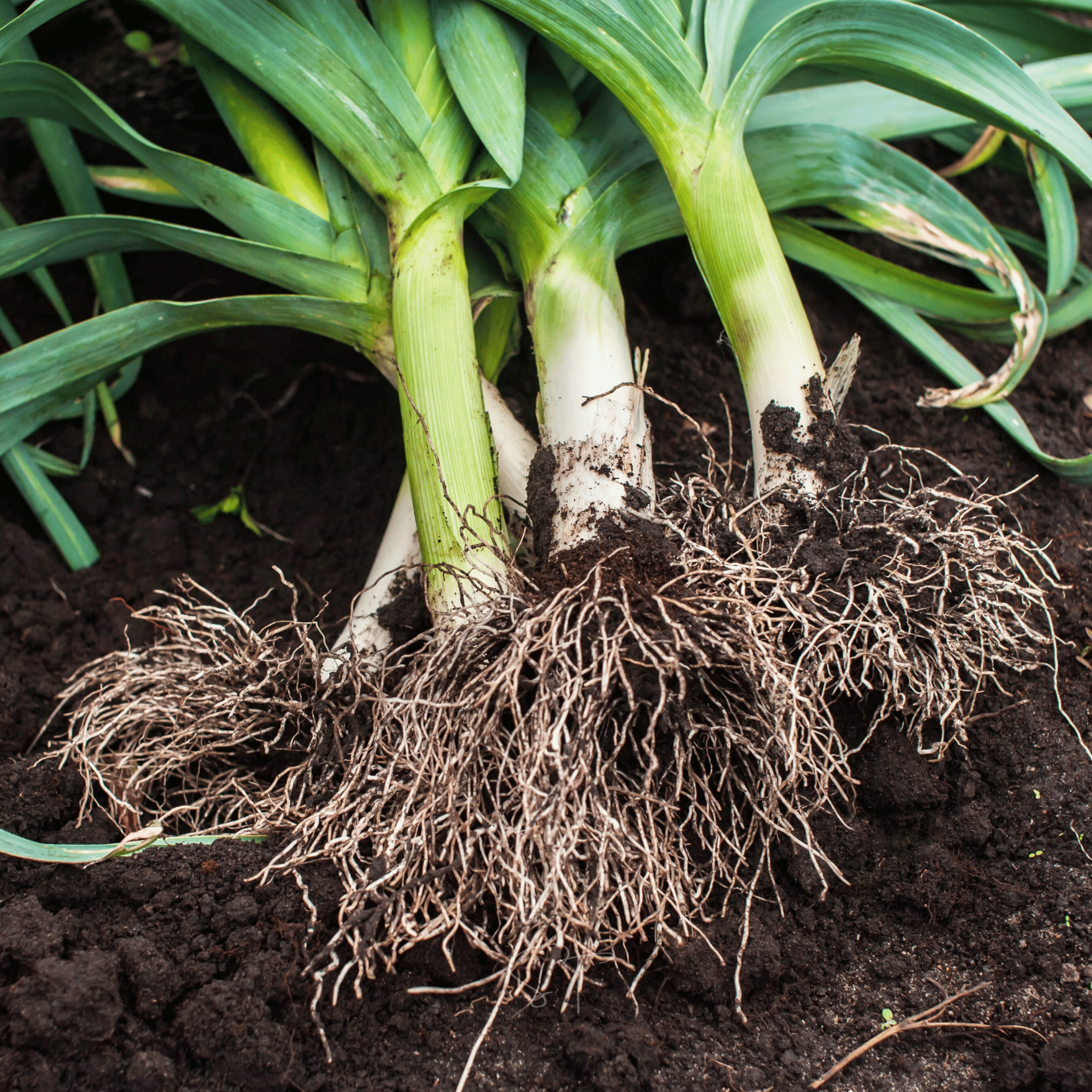 American Flag Leek – 200 Seeds Southern Seeds