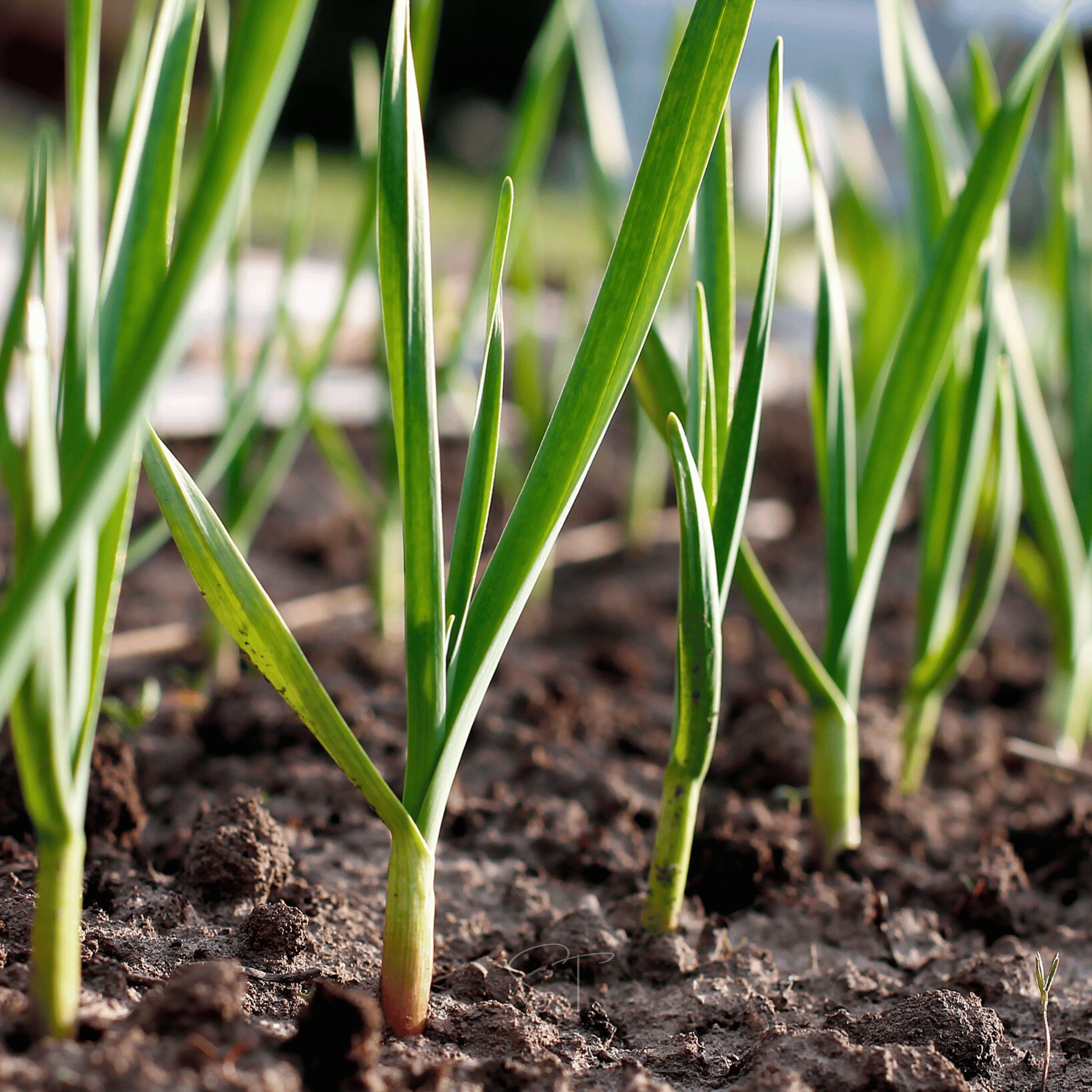 American Flag Leek – 200 Seeds Southern Seeds