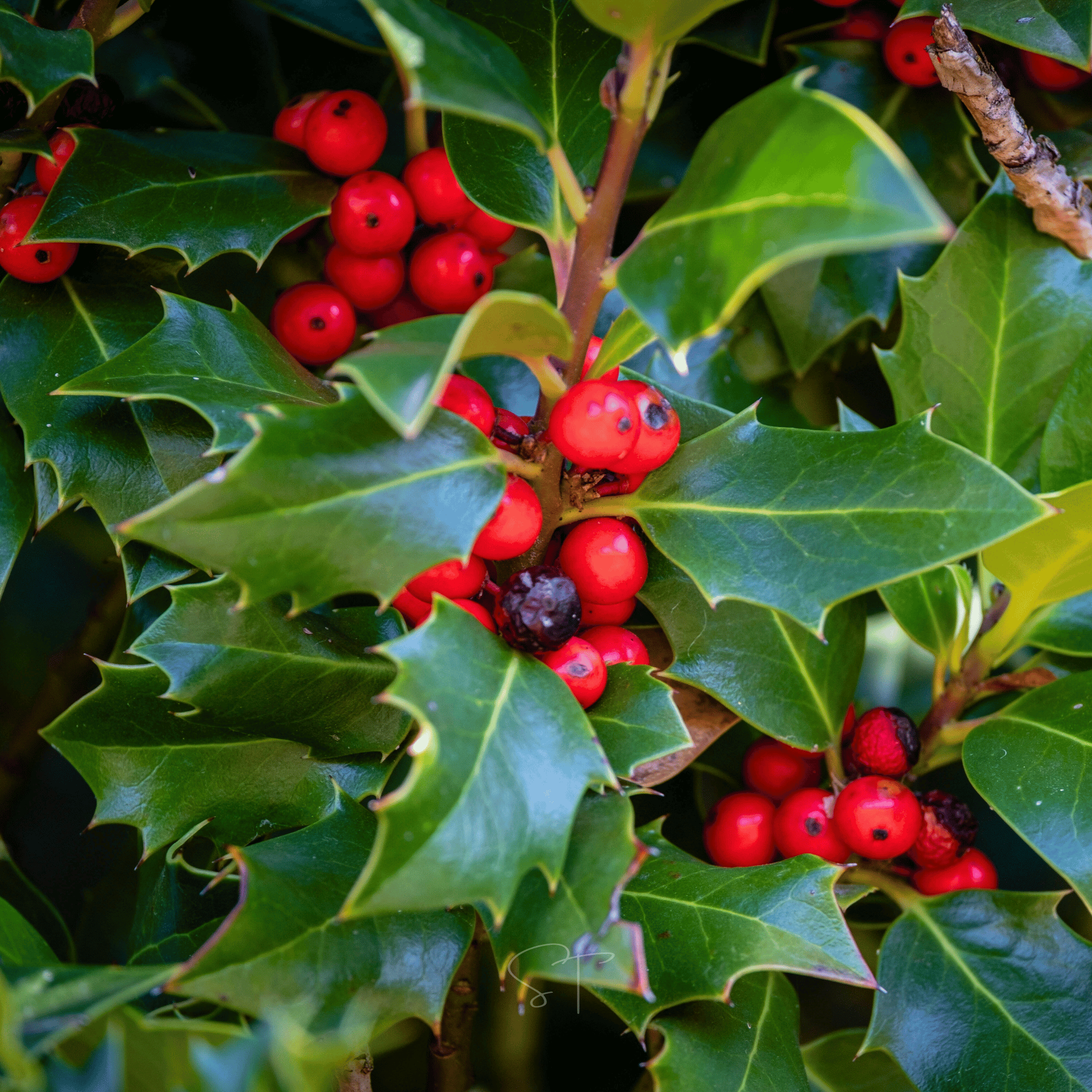 American Holly – 50 Seeds Southern Seeds