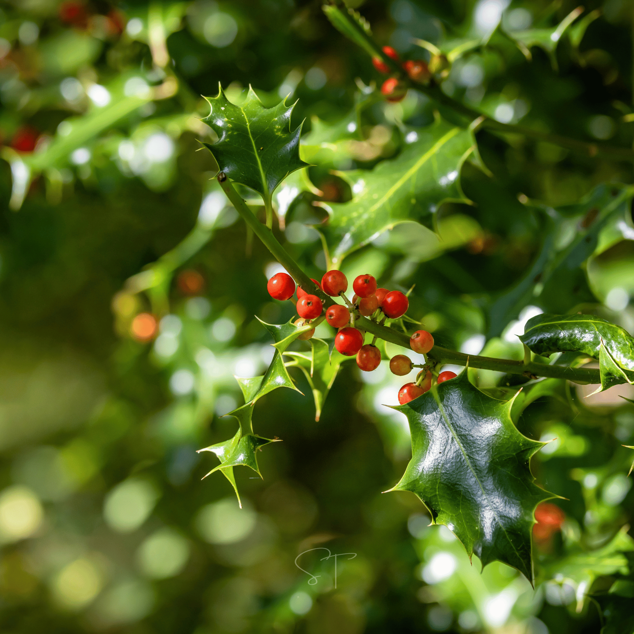 American Holly – 50 Seeds Southern Seeds