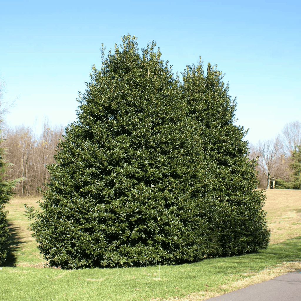 American Holly – 50 Seeds Southern Seeds