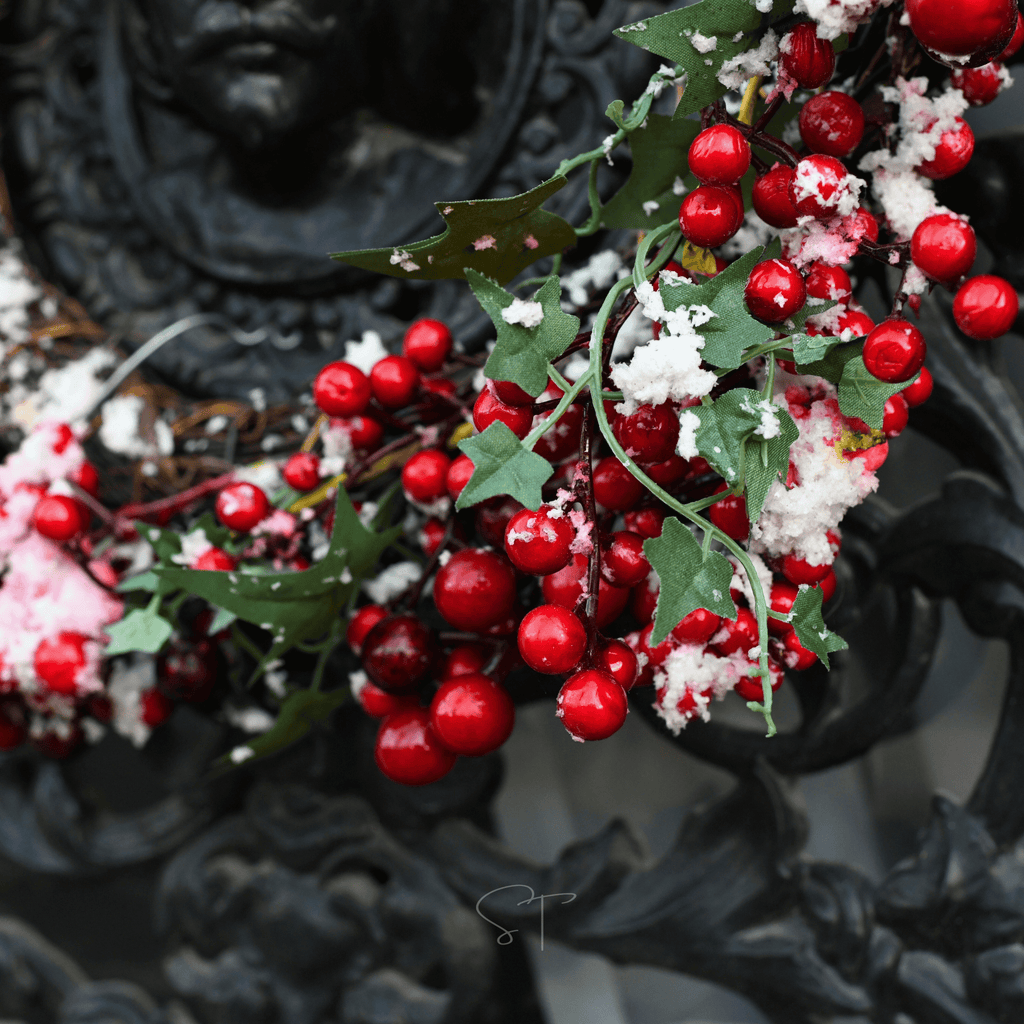 American Holly – 50 Seeds Southern Seeds