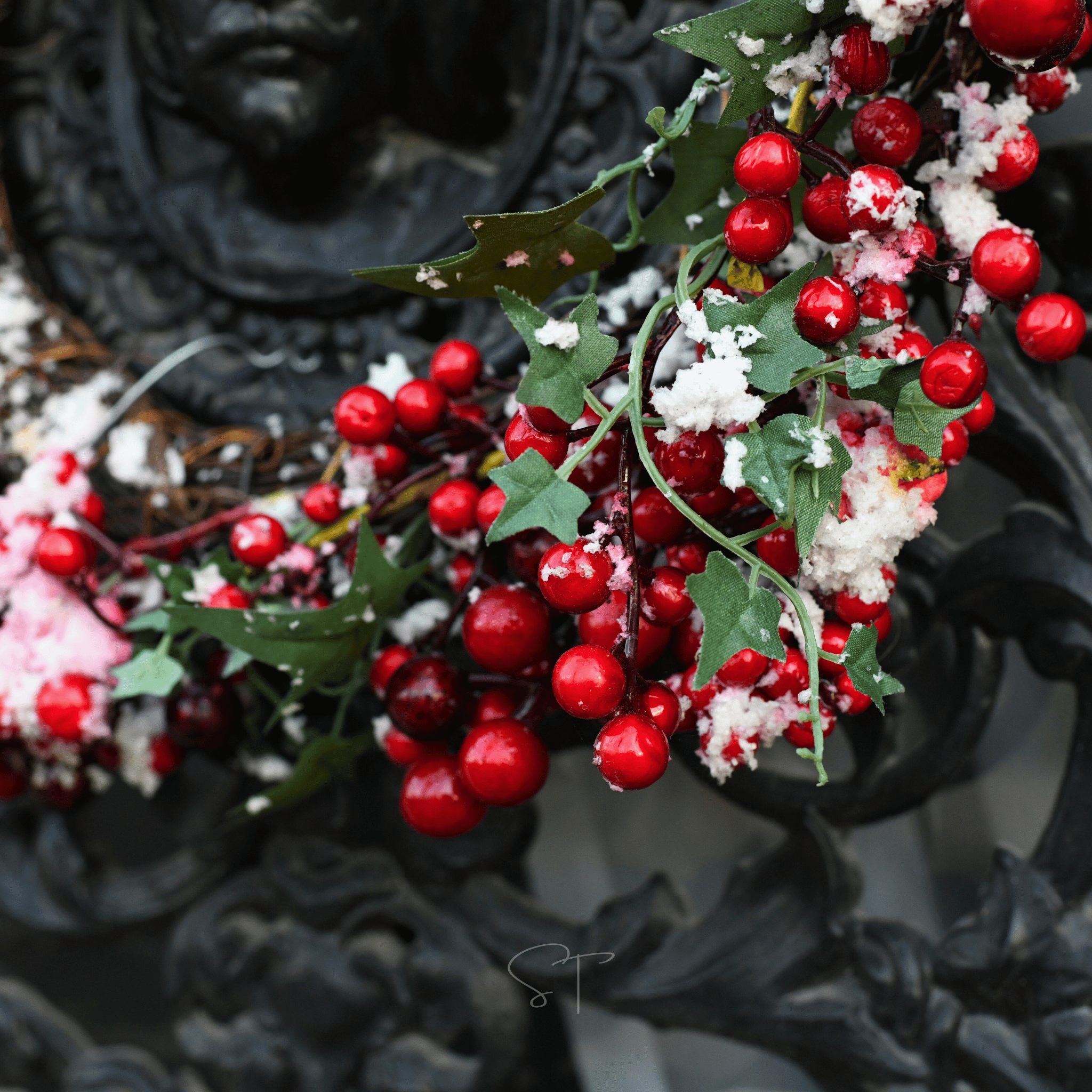 American Holly – 50 Seeds Southern Seeds