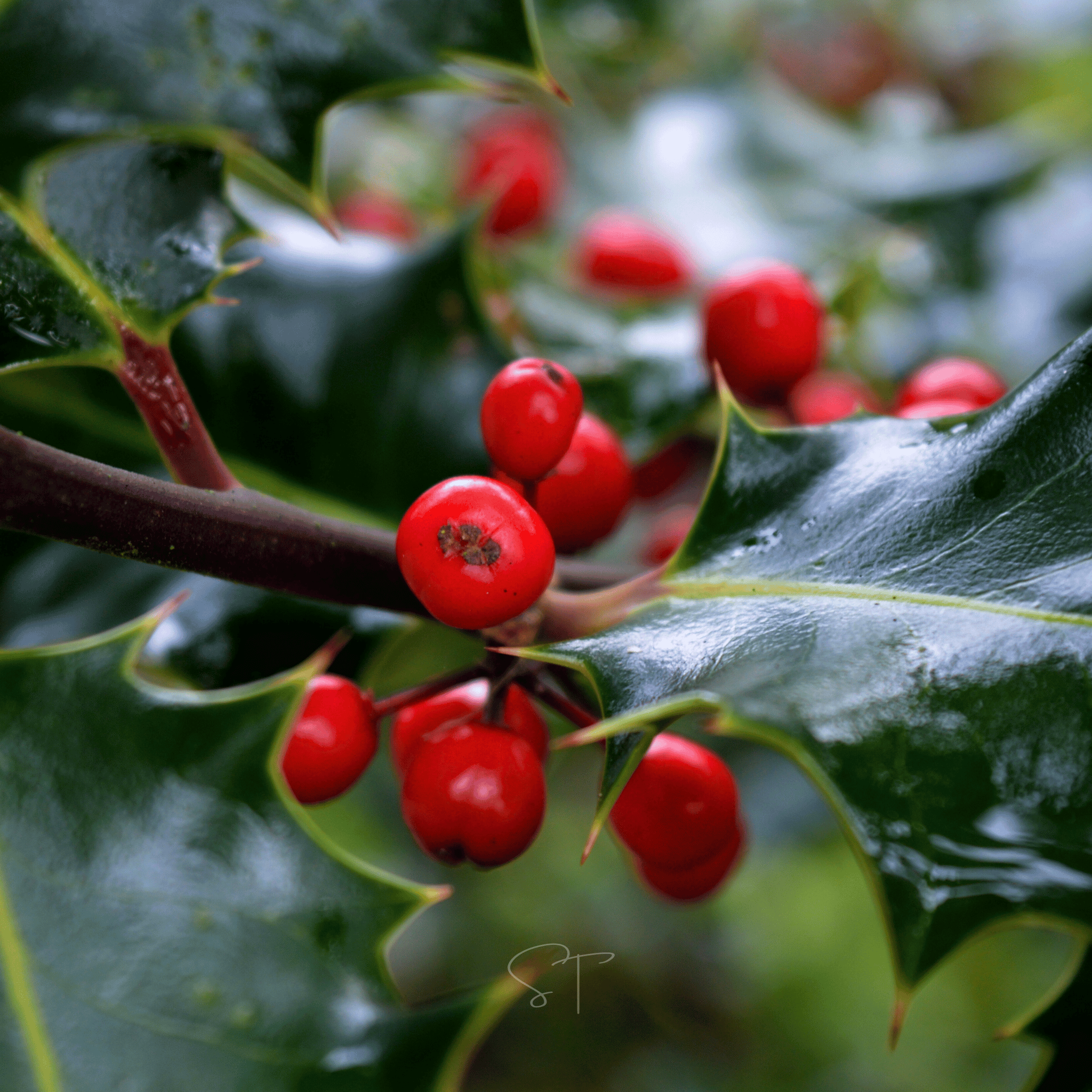 American Holly – 50 Seeds Southern Seeds