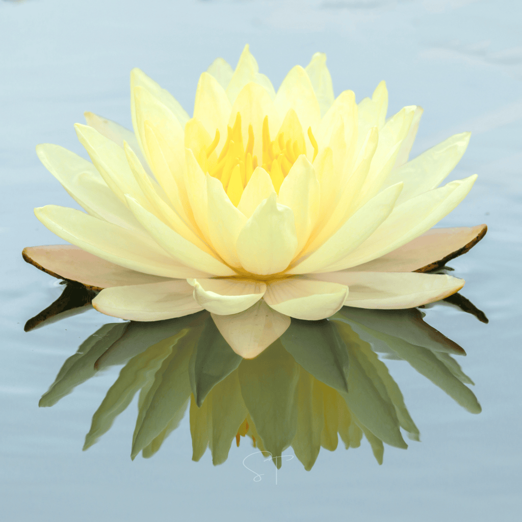 American Lotus – 5 Seeds Southern Seeds