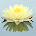 American Lotus – 5 Seeds Southern Seeds
