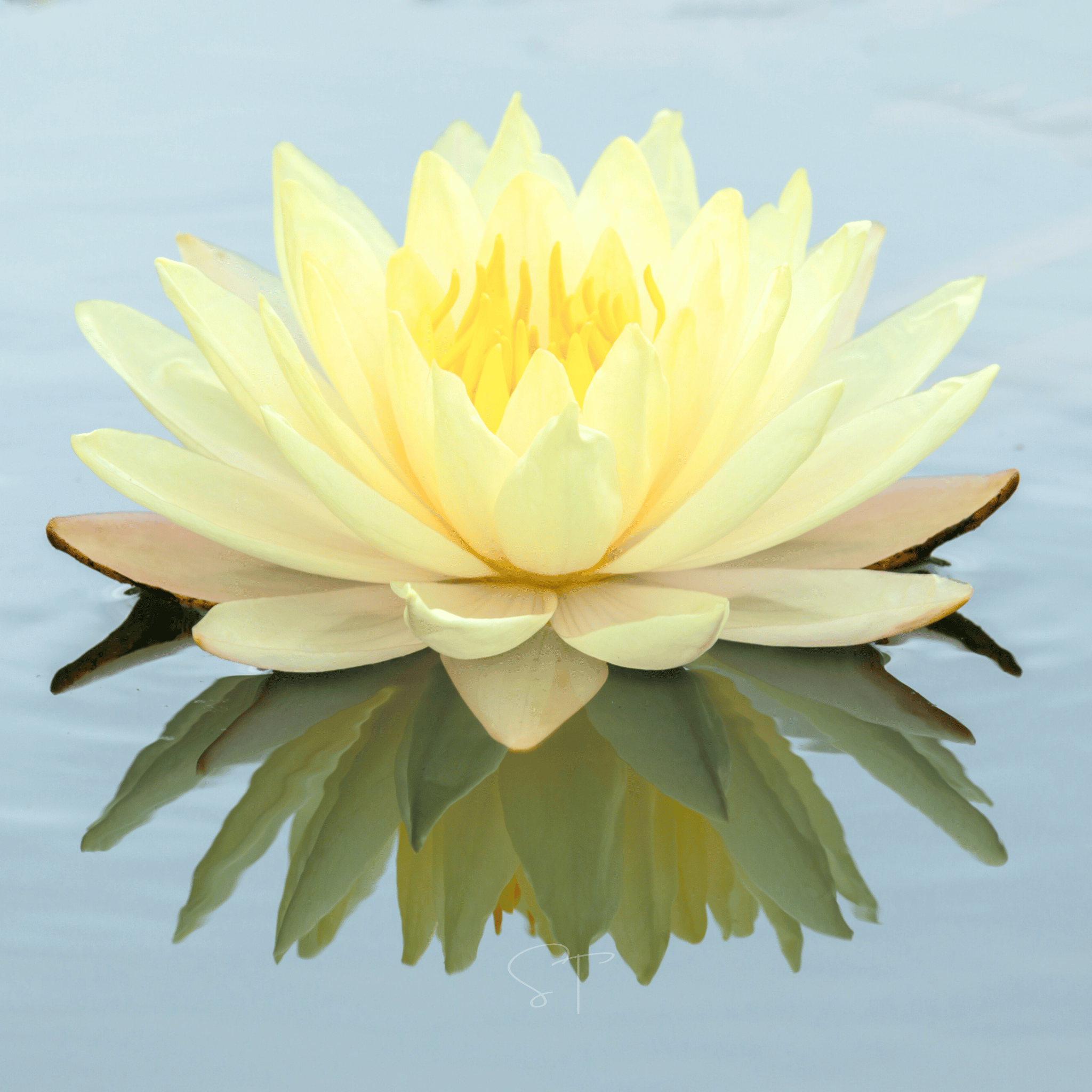 American Lotus – 5 Seeds Southern Seeds