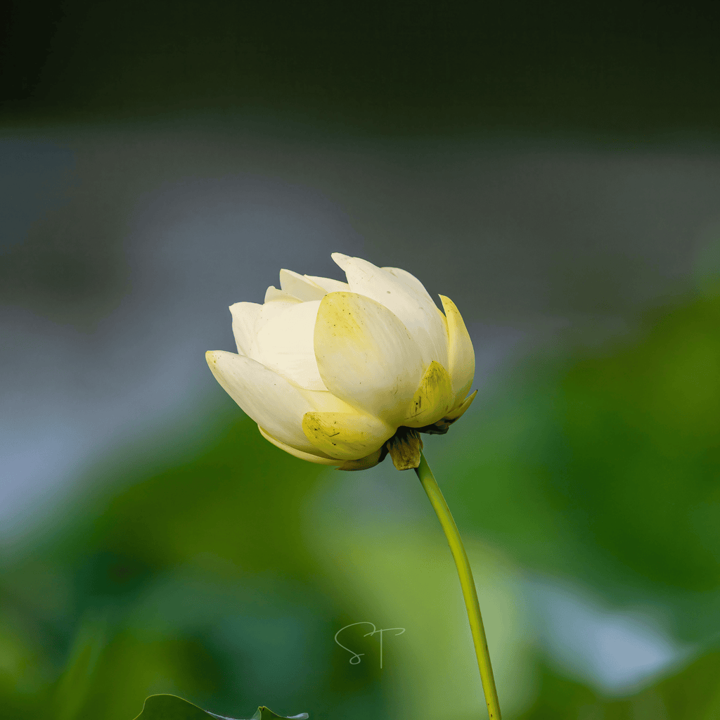 American Lotus – 5 Seeds Southern Seeds