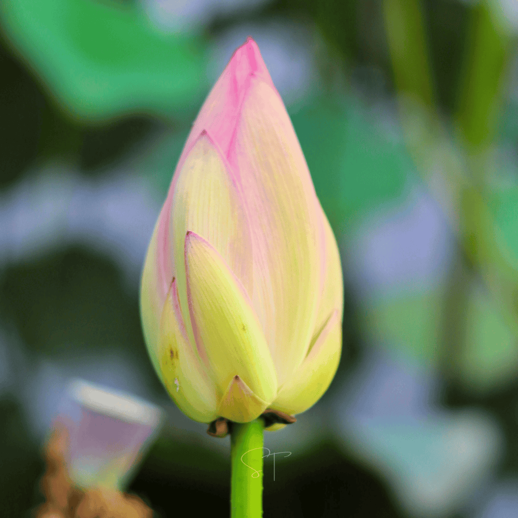 American Lotus – 5 Seeds Southern Seeds