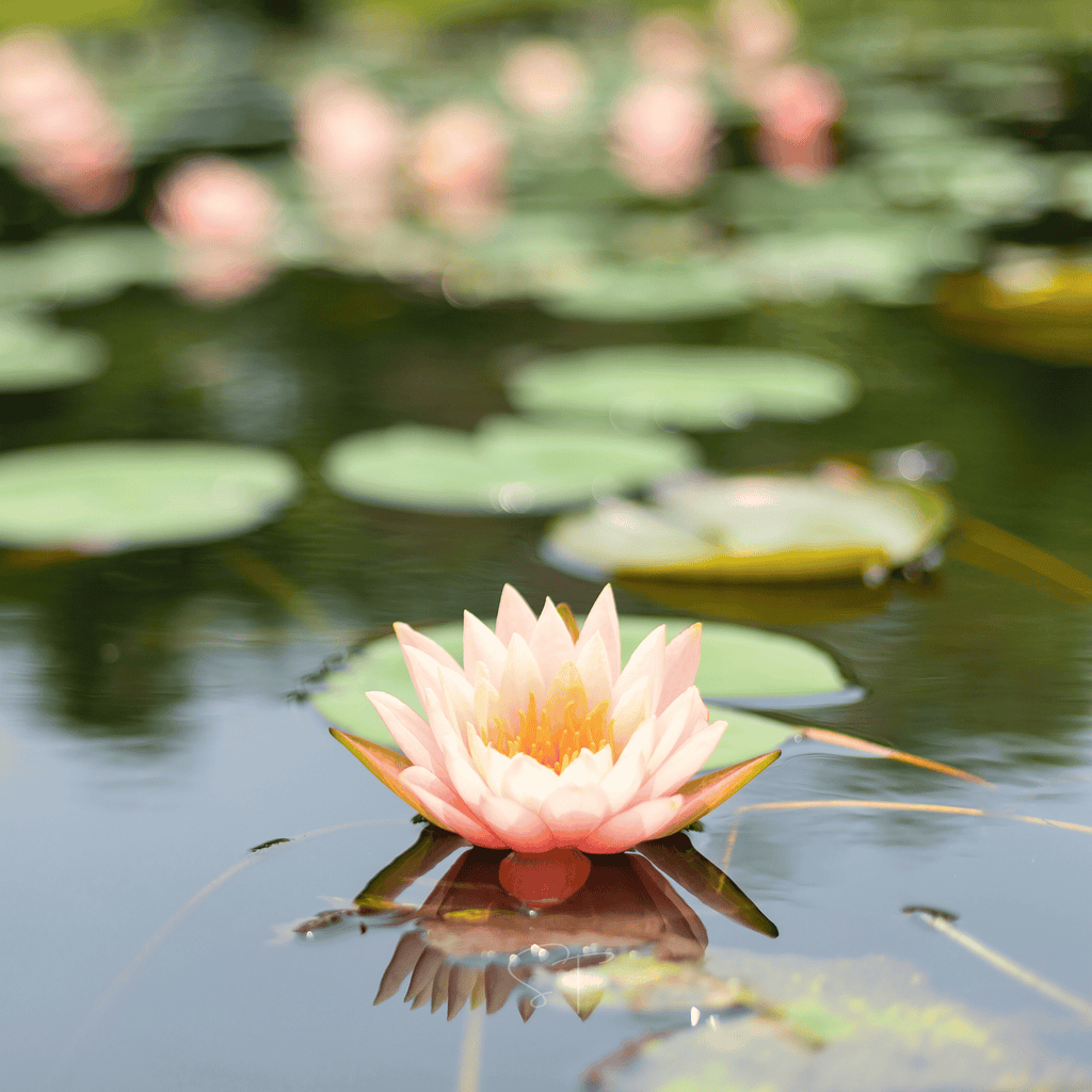 American Lotus – 5 Seeds Southern Seeds