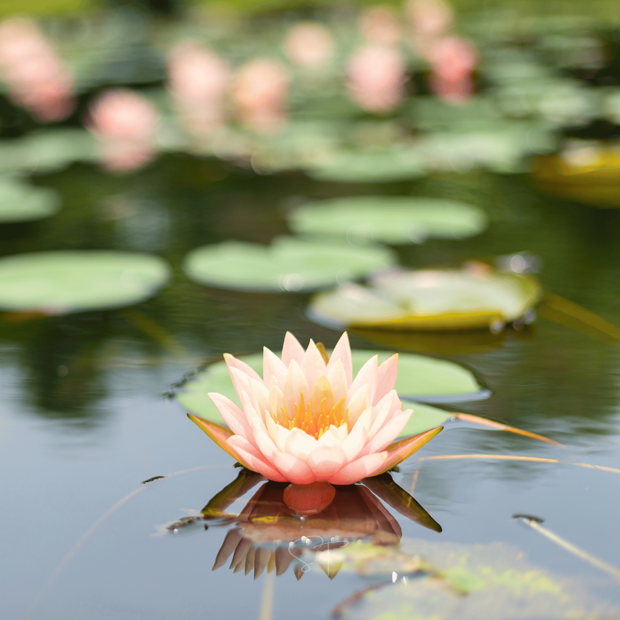American Lotus – 5 Seeds Southern Seeds