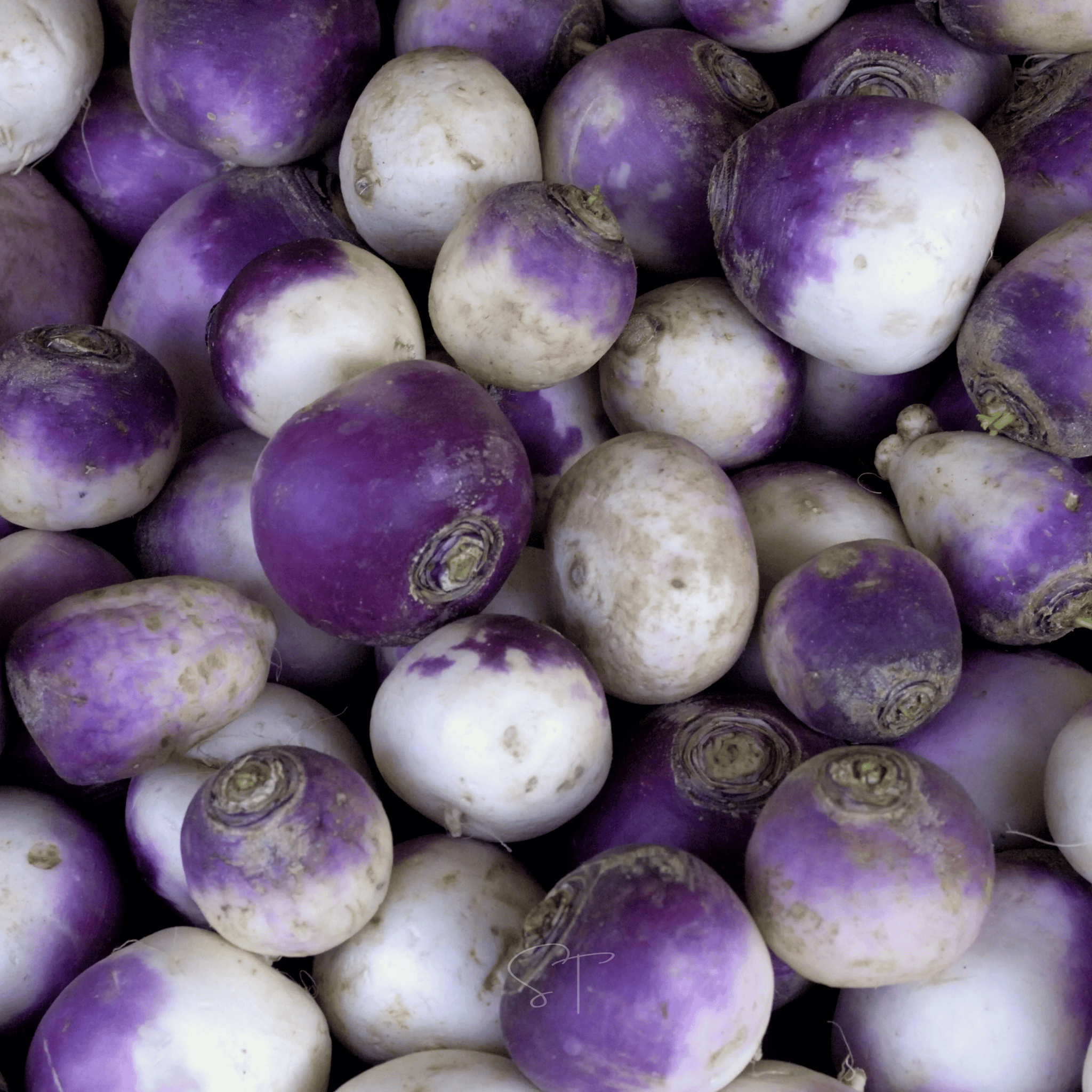 American Purple Top Rutabaga – 200 Seeds Southern Seeds