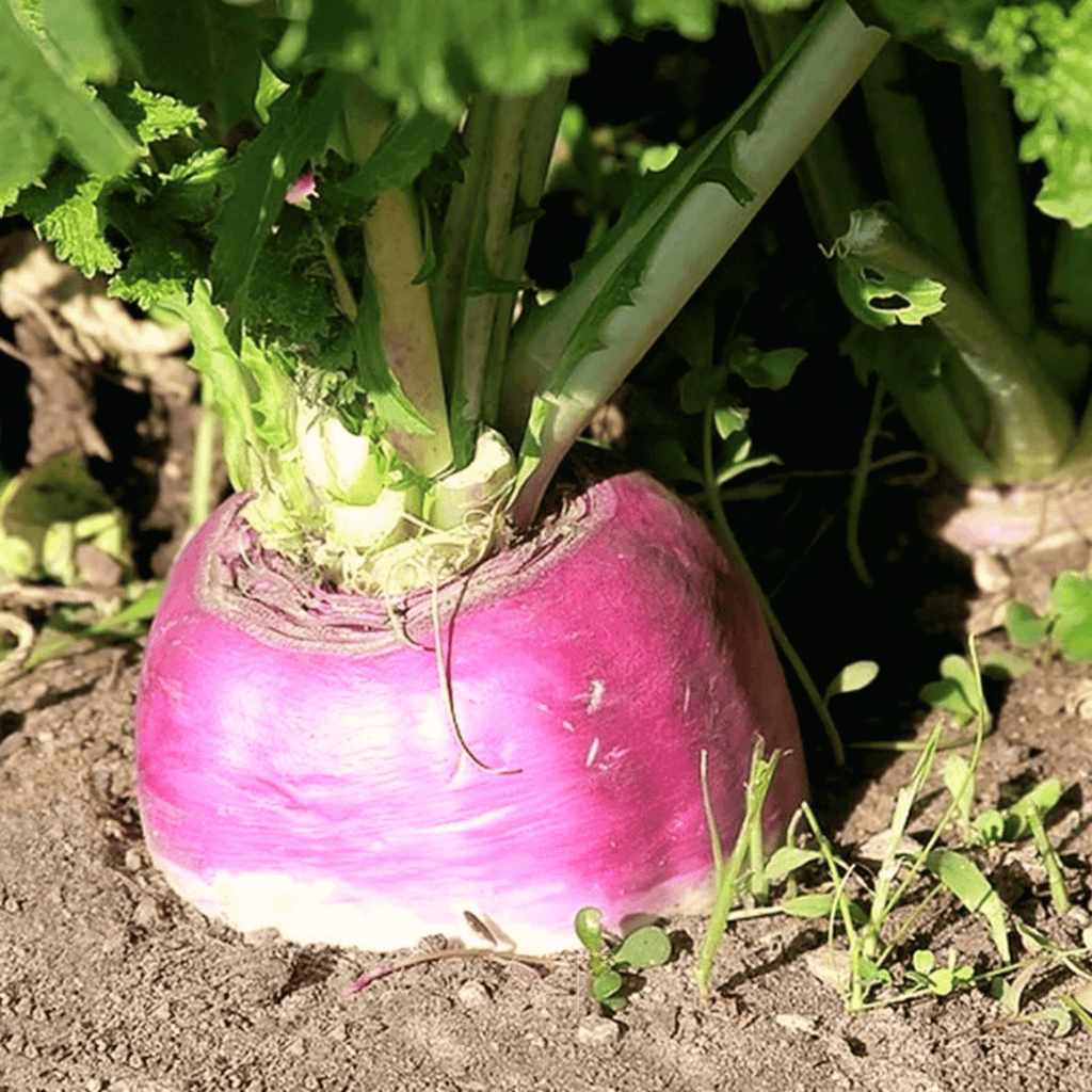American Purple Top Rutabaga – 200 Seeds Southern Seeds