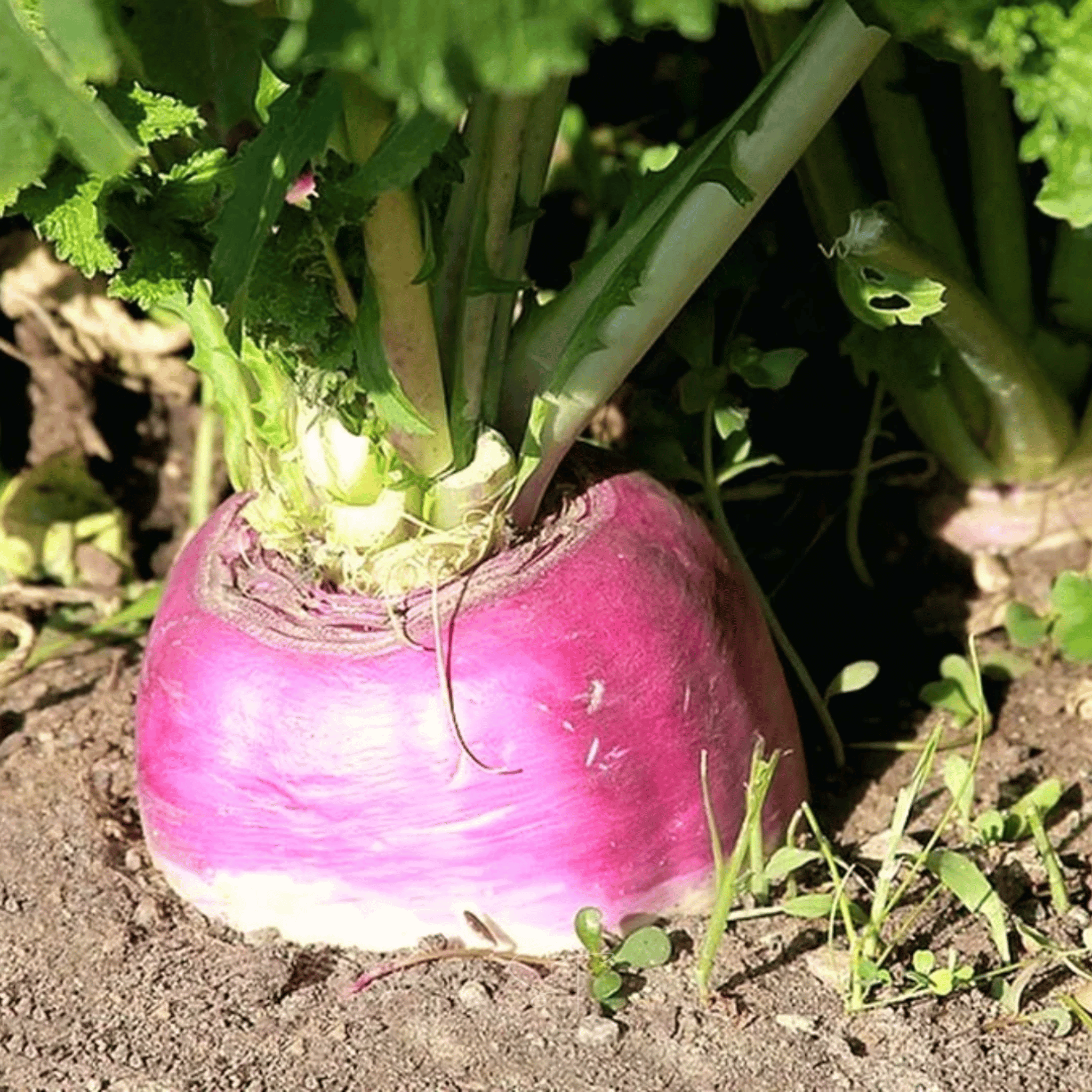 American Purple Top Rutabaga – 200 Seeds Southern Seeds