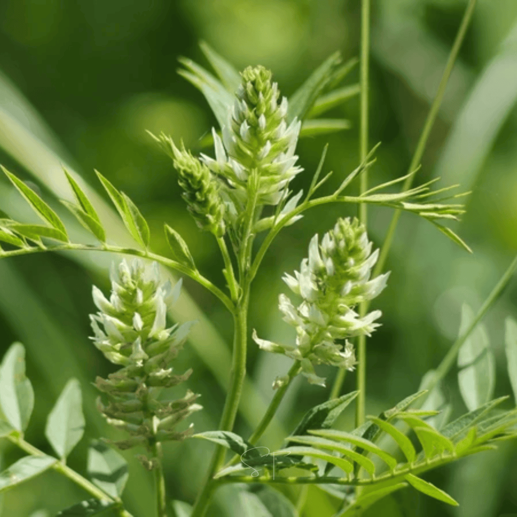 American Wild Licorice – 40 Seeds Southern Seeds