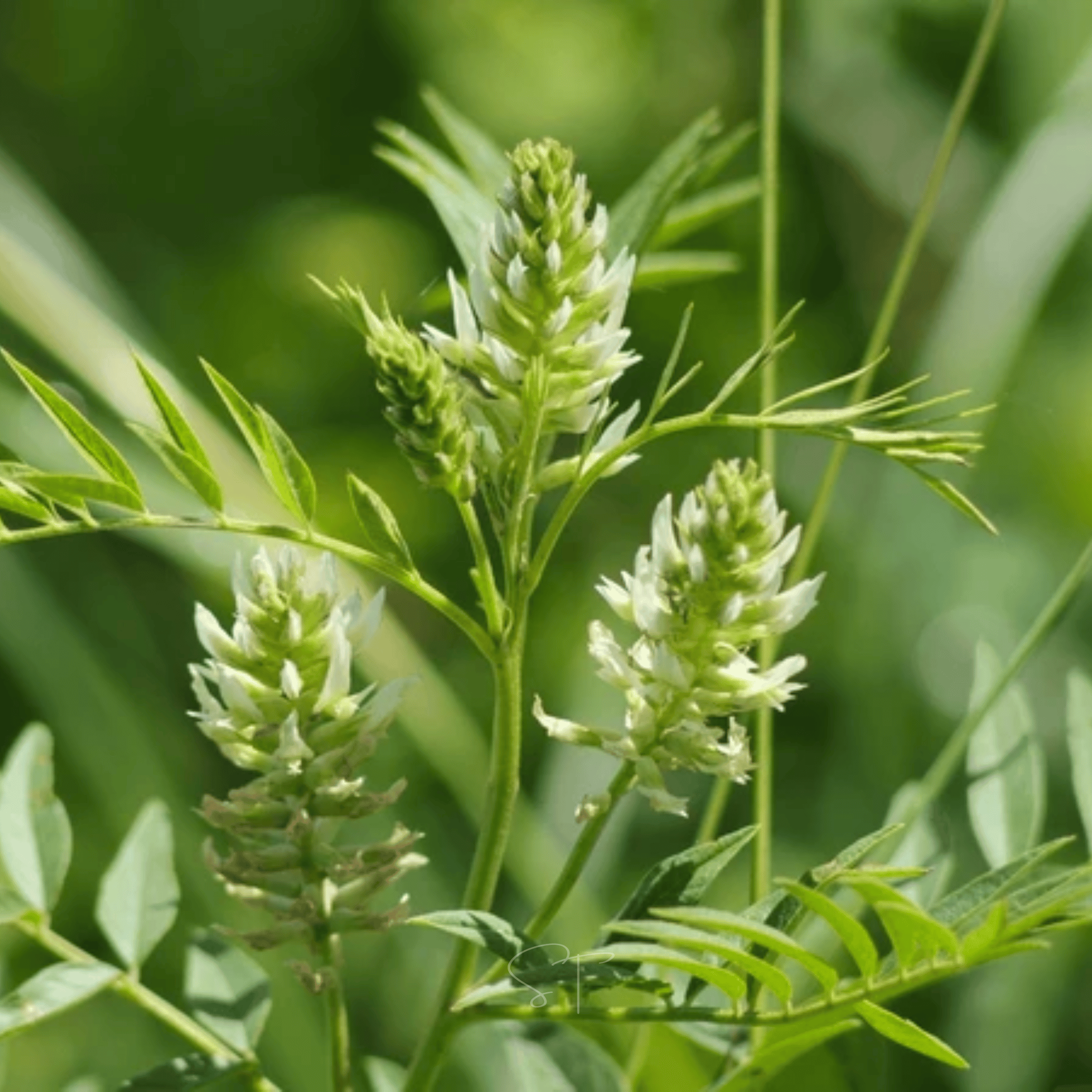 American Wild Licorice – 40 Seeds Southern Seeds