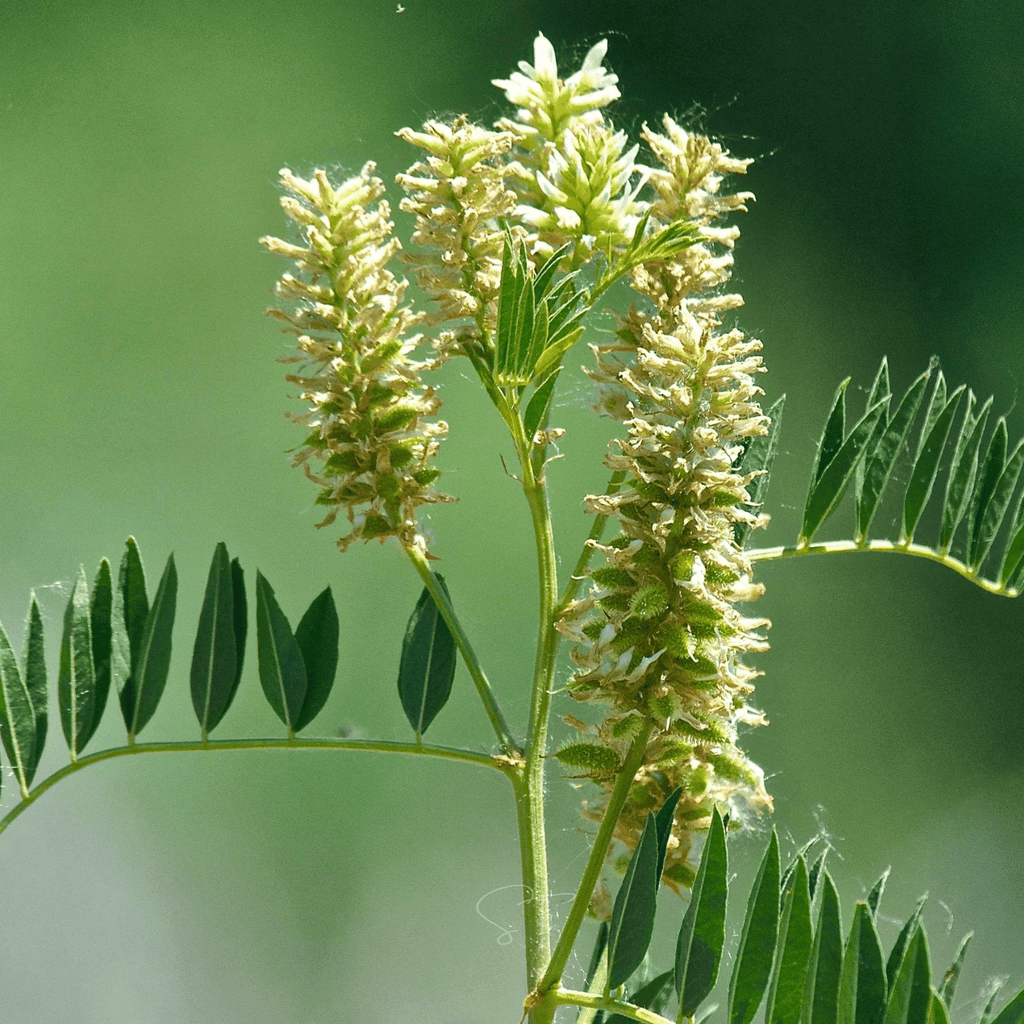 American Wild Licorice – 40 Seeds Southern Seeds