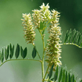 American Wild Licorice – 40 Seeds Southern Seeds