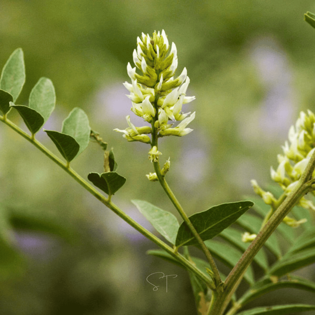 American Wild Licorice – 40 Seeds Southern Seeds