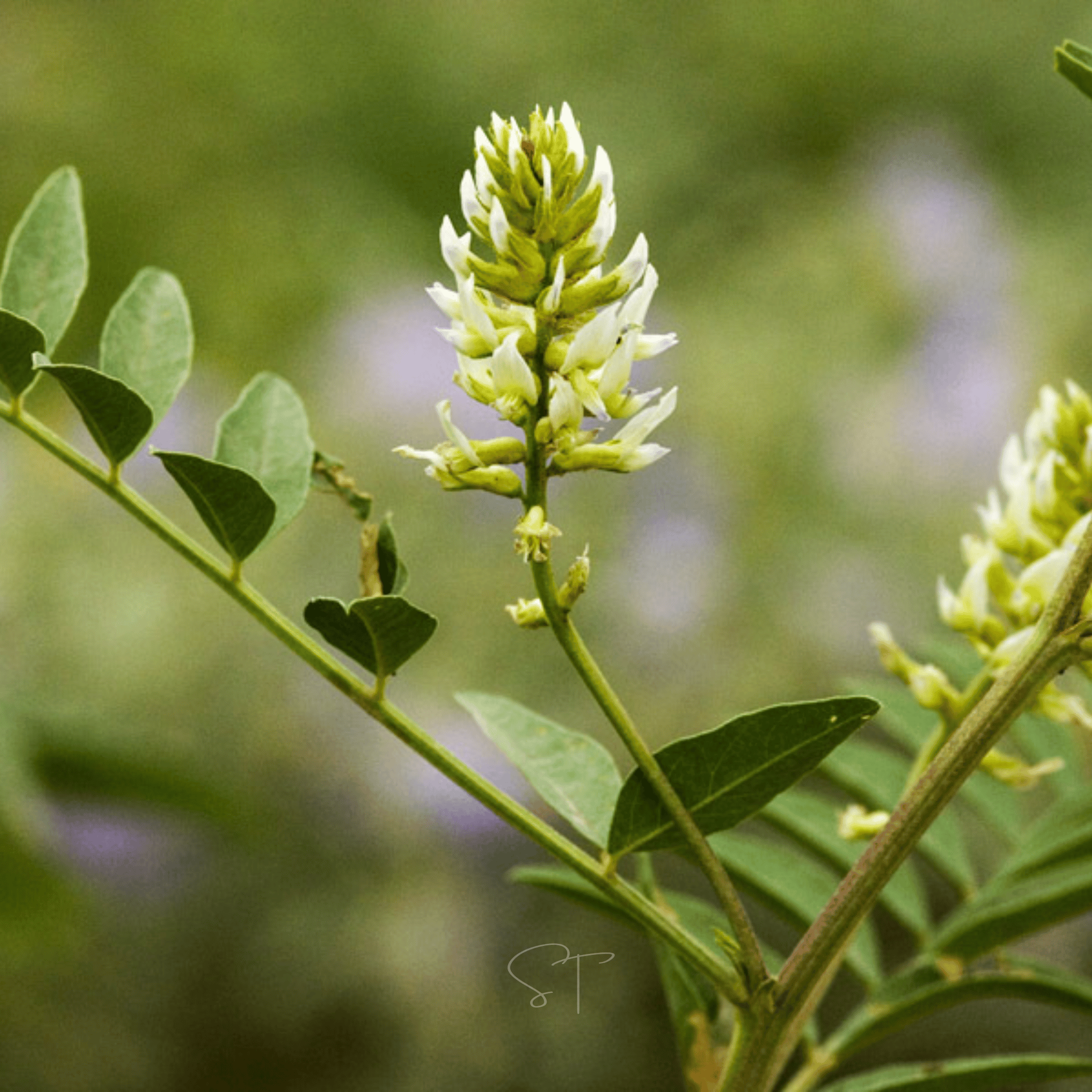 American Wild Licorice – 40 Seeds Southern Seeds