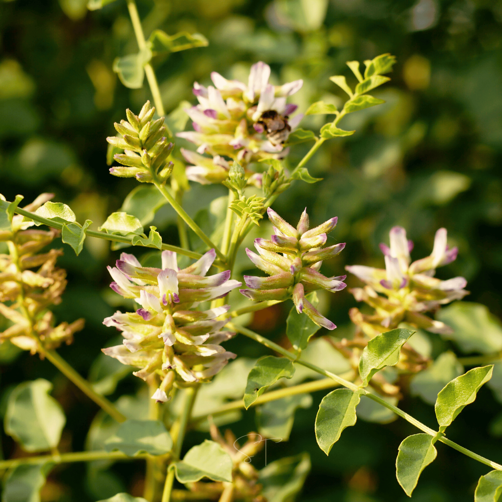 American Wild Licorice – 40 Seeds Southern Seeds