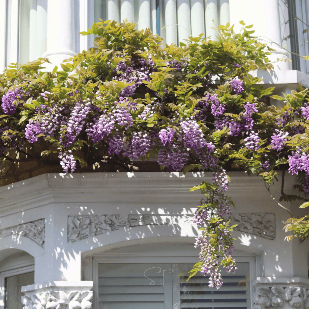 American Wisteria – 5 Seeds Southern Seeds