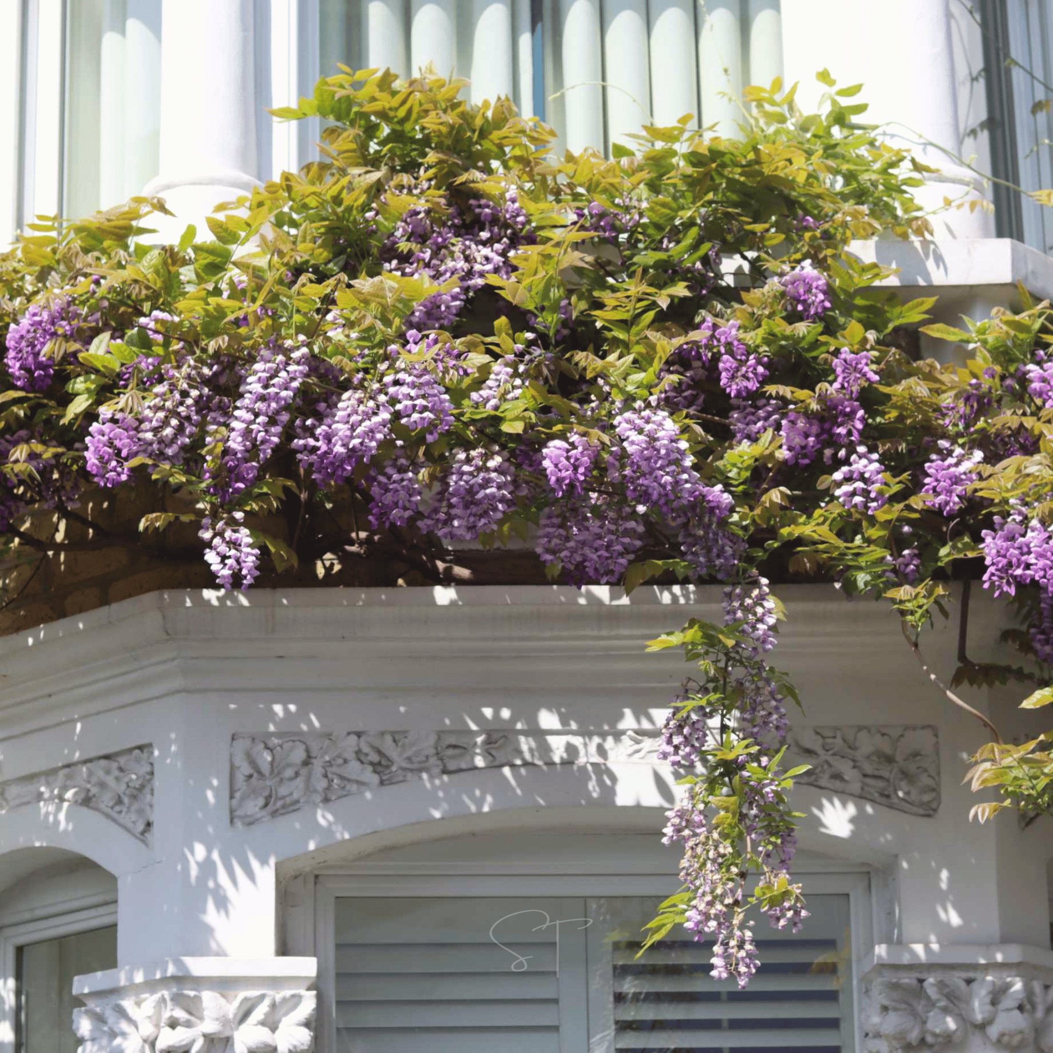 American Wisteria – 5 Seeds Southern Seeds