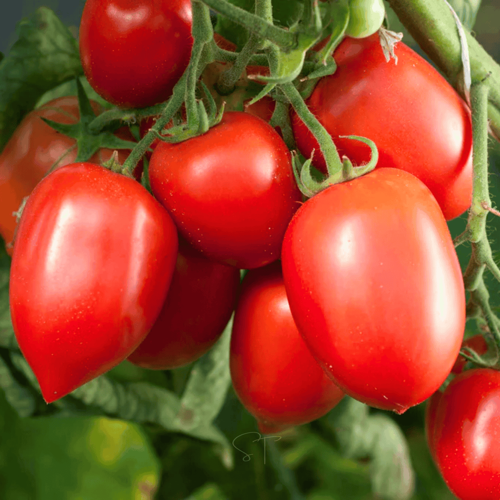 Amish Paste Tomato – 30 Seeds Southern Seeds